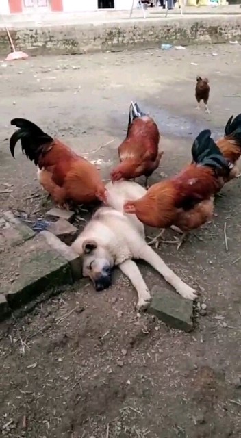 单身狗和一群……