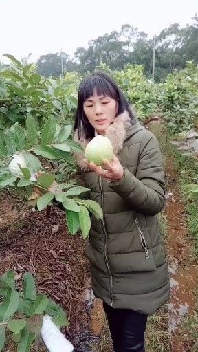 珍珠番石榴