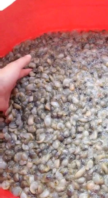 鲜活的泥螺大量批发