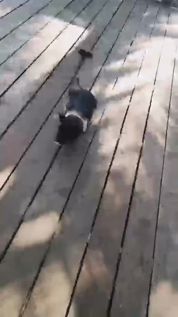 猪病了