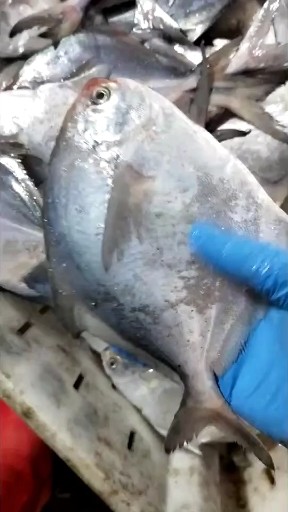 银鲳鱼