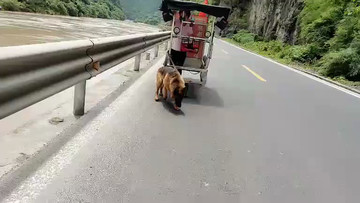 狗拉车