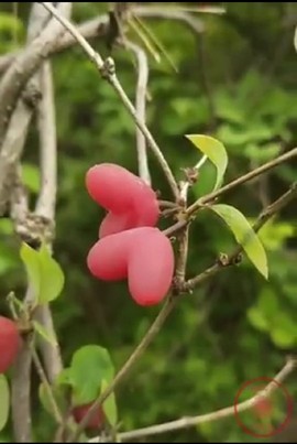 ♬默默✨小蛮宝☞🌜主播照片