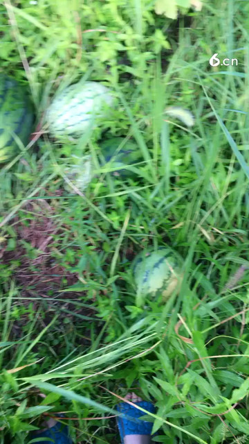 🍉🍉🍉