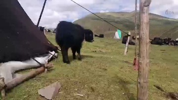 毛牛