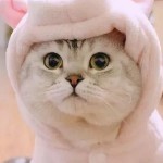 周公醒不了的头像