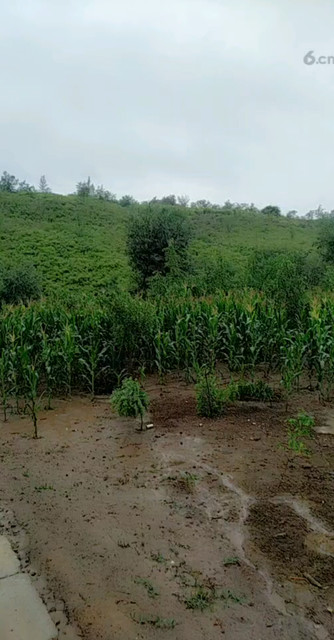 雨中的大山和玉米地！