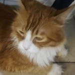 流浪猫不偷腥海报