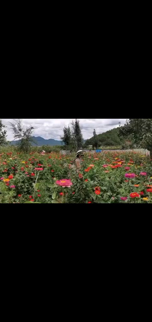 丽江拉市花海，美丽的风景，