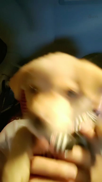 可愛吧