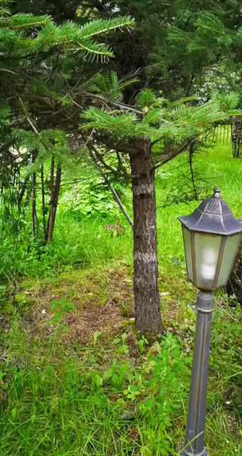 小野兔