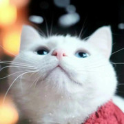 狗嗨哥海报