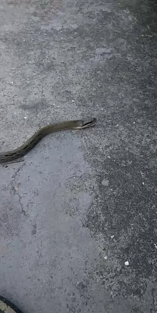 蛇