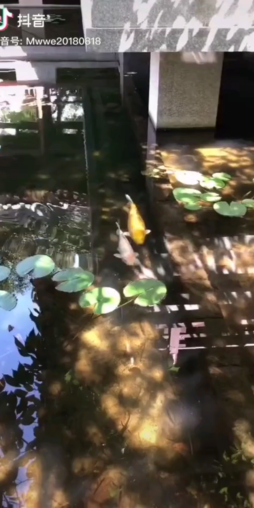 你知道吗？猪遇见你就是我的一半