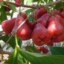 猎鹰1p9海报