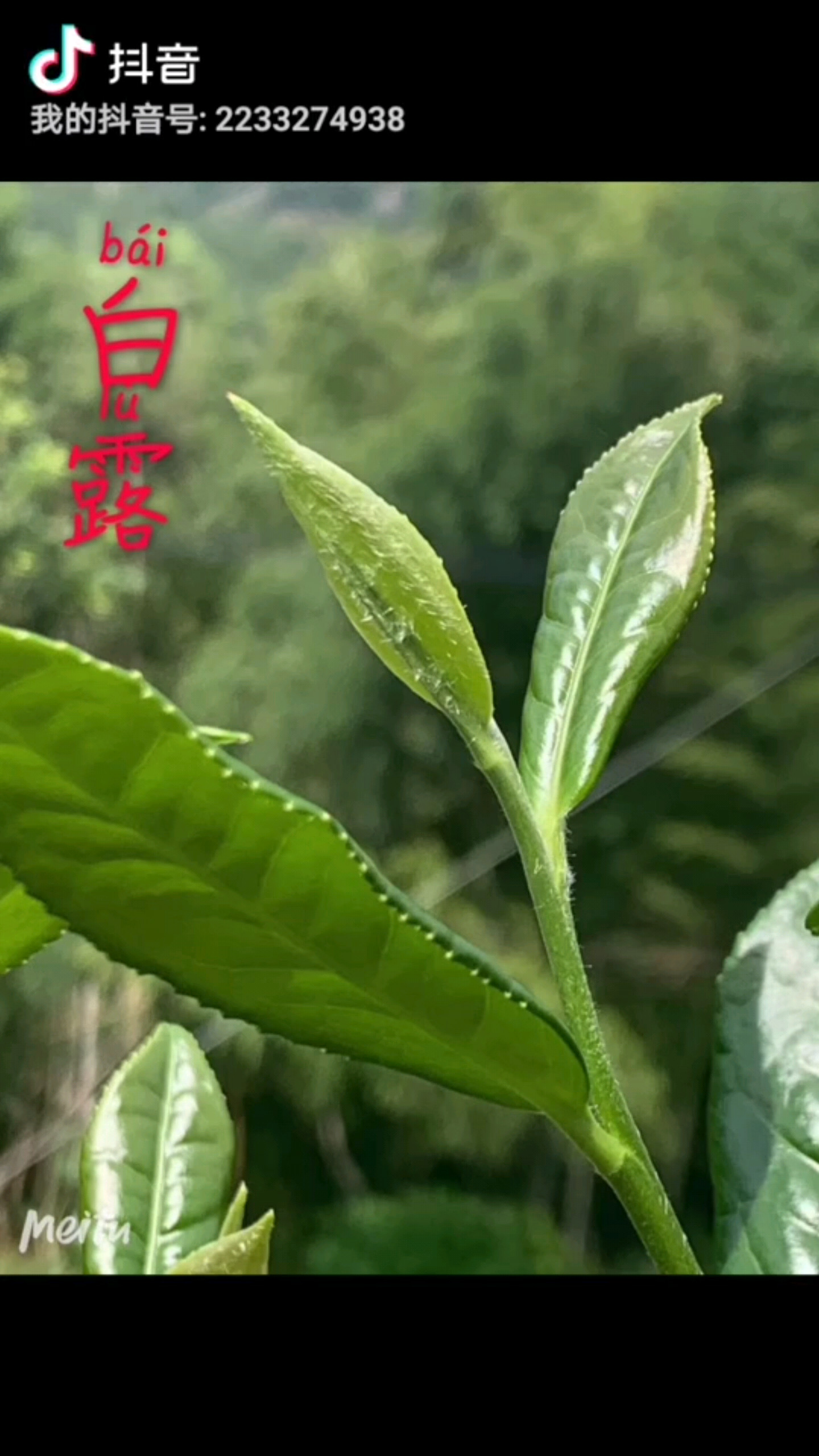 一年采茶，白露为霜
