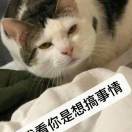 葛十六海报