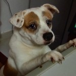 青胫肉条