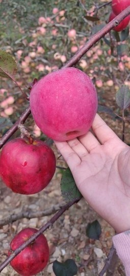 慧慧天使主播照片