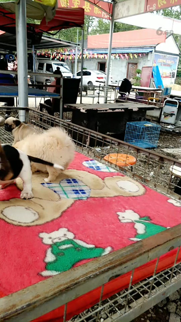 八吉肚