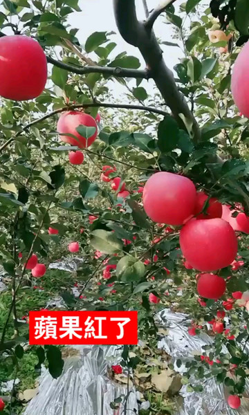 红苹果待嫁中