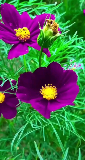 波斯菊