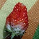 草莓gl的头像