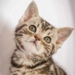 我是一只小小小猫海报
