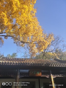 京城少爷🇨🇳敬礼主播照片