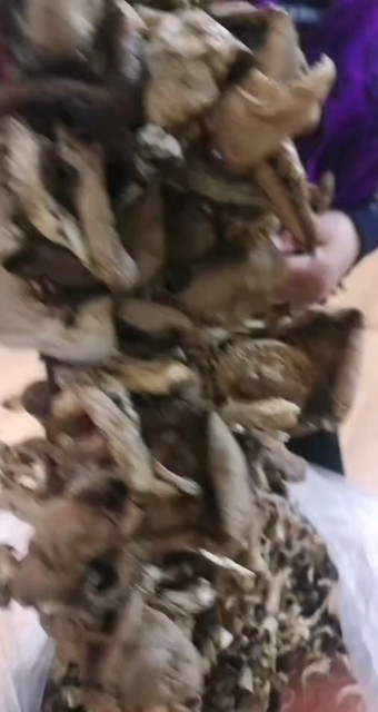纯野生鸡腿蘑