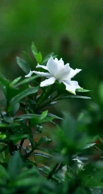 桅子花