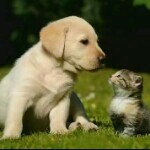 九~九❤海~猫的头像