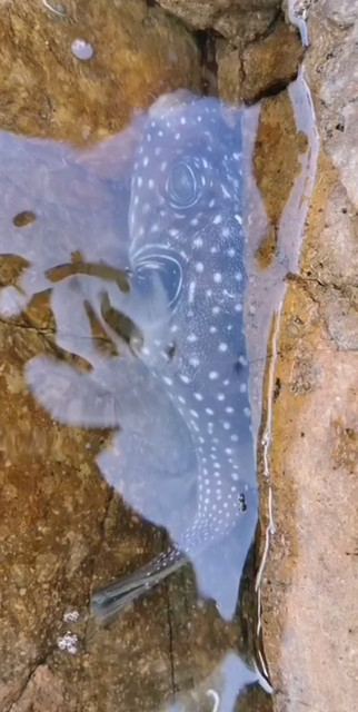 出海釣魚，以為中了大魚，誰知道