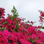 懒起凿不住