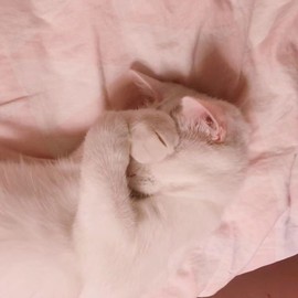 小小凡🎤（8点播）主播照片