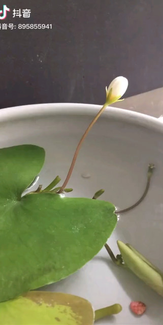 我想来生愿做一朵雪莲好好暂放