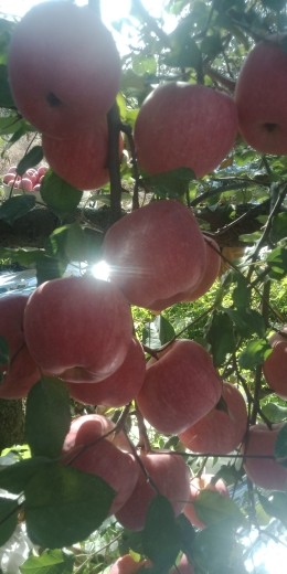 烟台栖霞苹果正上市的主播照片