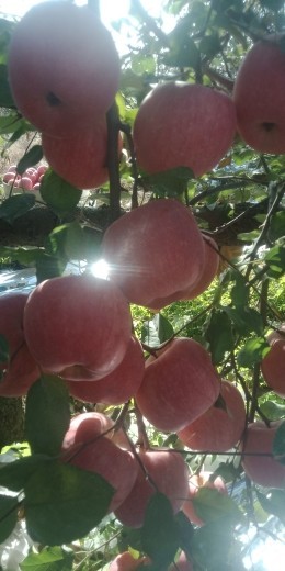 烟台栖霞苹果正上市主播照片