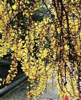 დ释怀დ主播照片