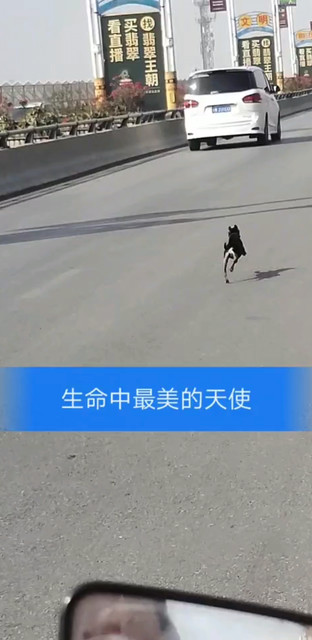 小狗🐕🐕🐕