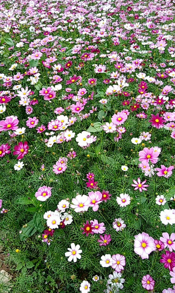 花海