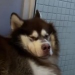 风见鹤岛