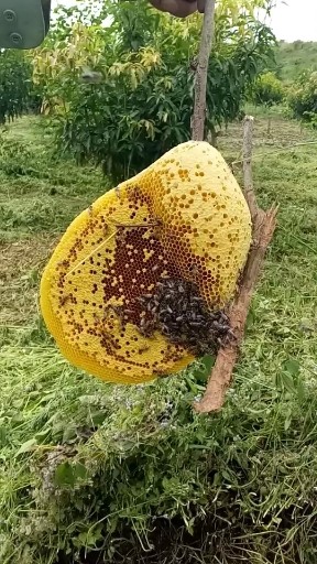 云南纯野生蜂蜜的主播照片