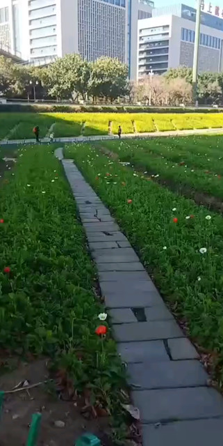 花的世界