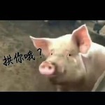铁，公，鸡海报