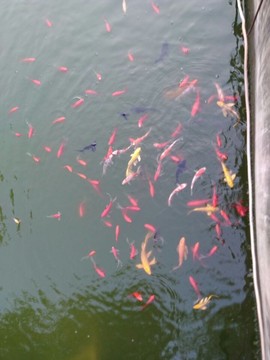 楹婪（张合）主播照片