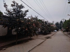 楹婪（张合）主播照片