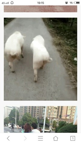 帅啊姨主播照片