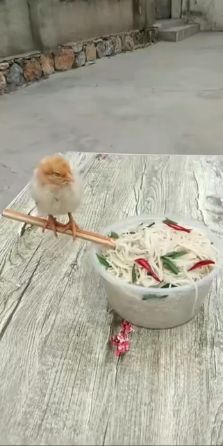 天天面条天天面条我不我不要面条
