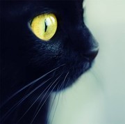 ☞勾魂~大黑猫☜